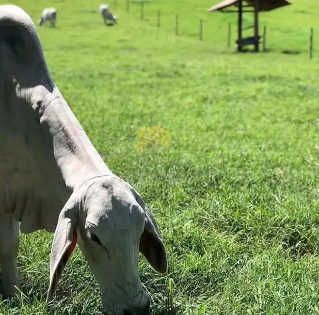 Foto 9 de Chácara com 6 quartos à venda em Centro, Camanducaia - MG