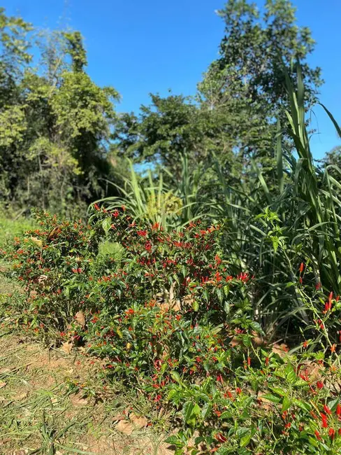 Foto 3 de Chácara com 3 quartos à venda em Bananal - SP