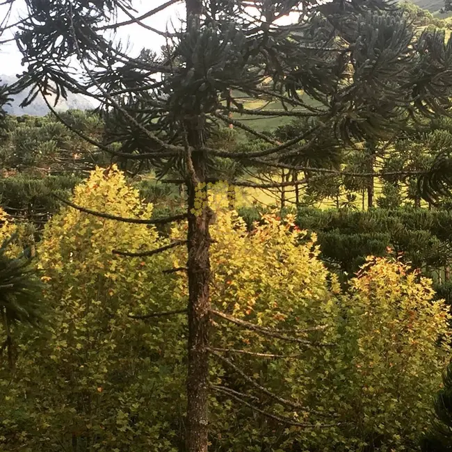 Sala Comercial à venda e para alugar, 600m2 em Centro, Goncalves - MG - imagem 3 Foto 3 de Sala Comercial à venda e para alugar, 600m2 em Centro, Goncalves - MG