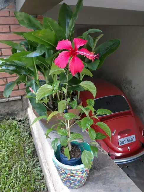 Casa com 2 quartos para alugar em Jardim Maria Rosa, Taboao Da Serra - SP - imagem 8 Foto 8 de Casa com 2 quartos para alugar em Jardim Maria Rosa, Taboao Da Serra - SP