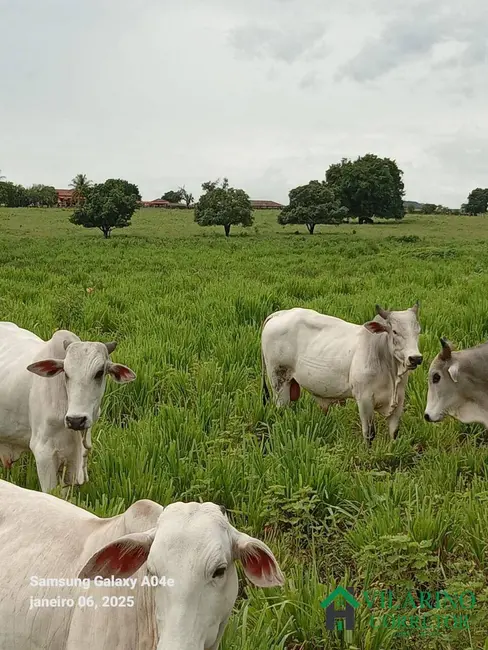 Fazenda / Haras com 3 quartos à venda, 600m2 em Manga - MG - imagem 2 Foto 2 de Fazenda / Haras com 3 quartos à venda, 600m2 em Manga - MG