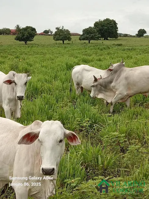 Fazenda / Haras com 3 quartos à venda, 600m2 em Manga - MG - imagem 3 Foto 3 de Fazenda / Haras com 3 quartos à venda, 600m2 em Manga - MG