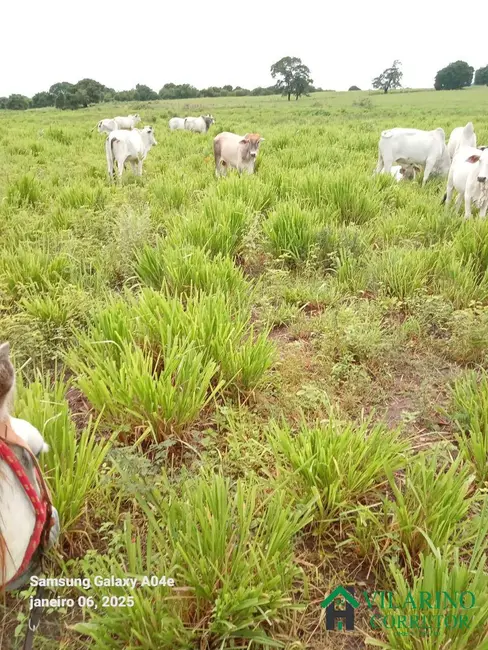 Fazenda / Haras com 3 quartos à venda, 600m2 em Manga - MG - imagem 4 Foto 4 de Fazenda / Haras com 3 quartos à venda, 600m2 em Manga - MG