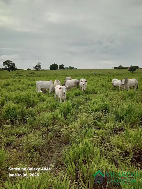 Fazenda / Haras com 3 quartos à venda, 600m2 em Manga - MG - imagem 5 Foto 5 de Fazenda / Haras com 3 quartos à venda, 600m2 em Manga - MG