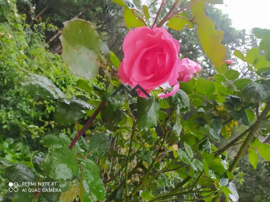 Foto 8 de Casa com 2 quartos à venda, 135m2 em Campos Do Jordao - SP