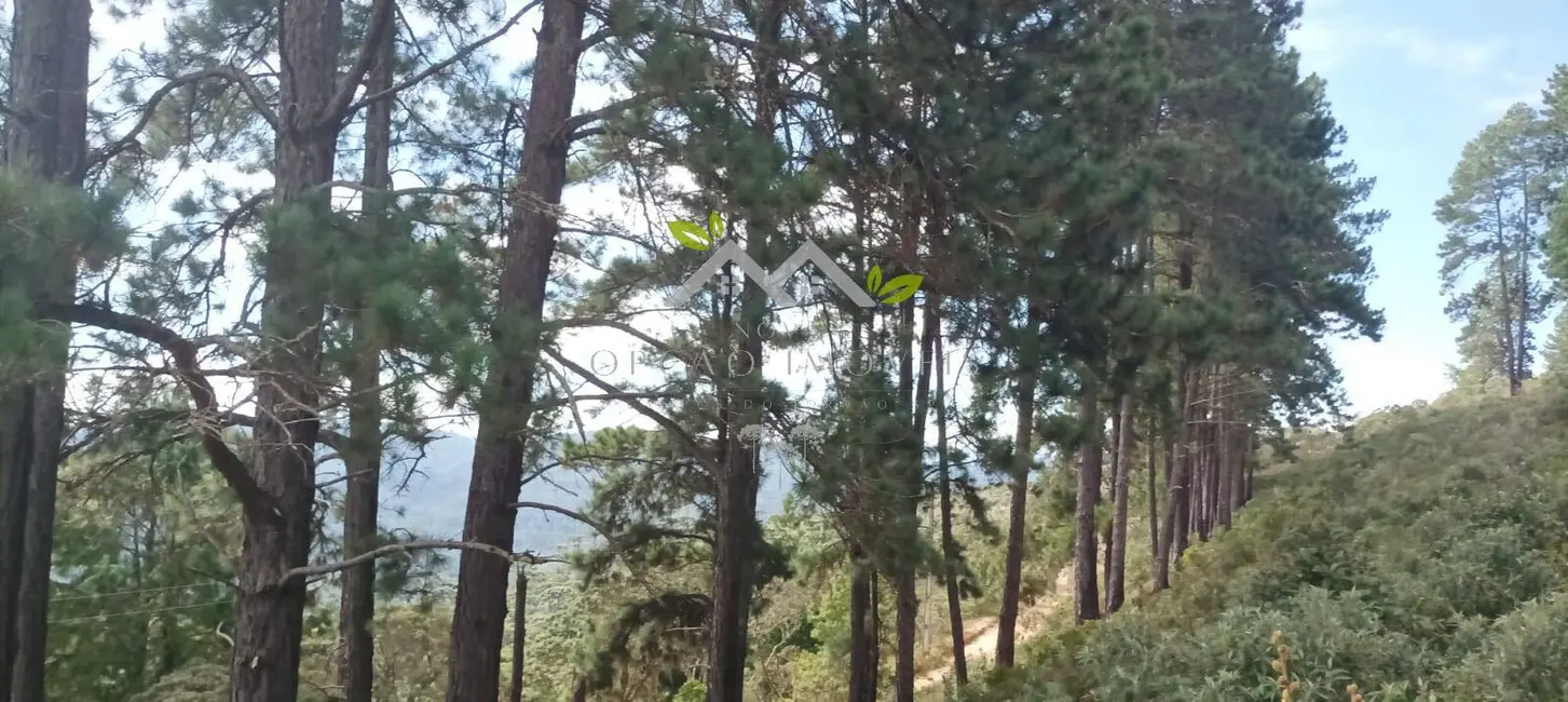 Terreno / Lote à venda, 5300m2 em Campos Do Jordao - SP - imagem 7 Foto 7 de Terreno / Lote à venda, 5300m2 em Campos Do Jordao - SP