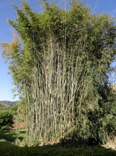 Foto 7 de Fazenda / Haras à venda, 1000m2 em Santo Antonio Do Pinhal - SP