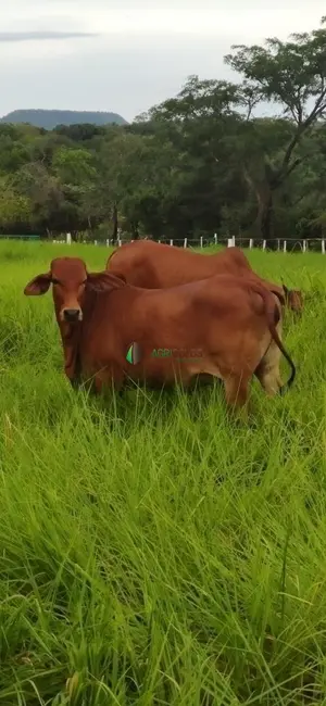Foto 2 de Fazenda / Haras à venda, 850m2 em Balsas - MA