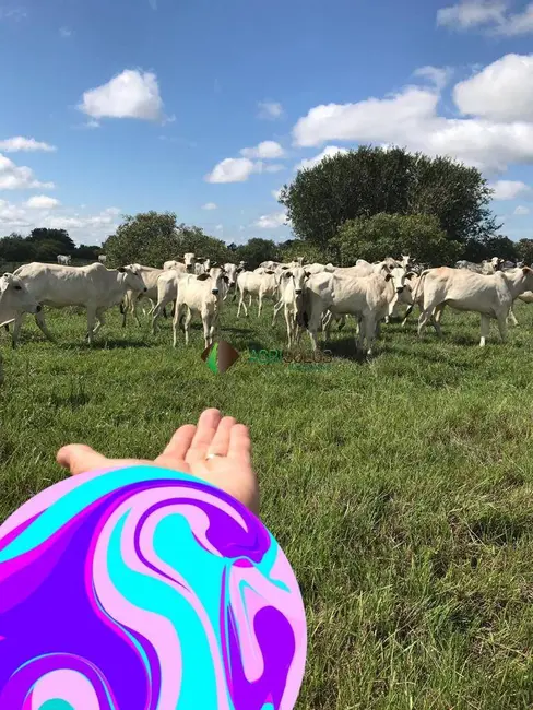 Foto 6 de Fazenda / Haras à venda, 10000m2 em Cocalinho - MT