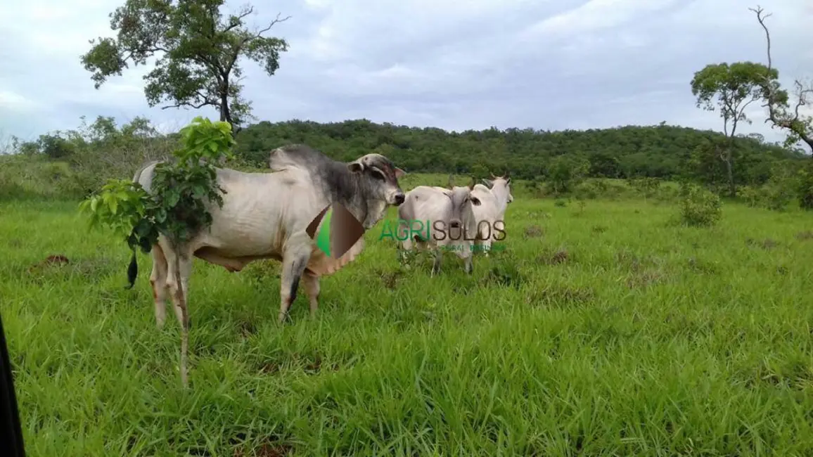 Fazenda / Haras à venda, 10416m2 em Primavera Do Leste - MT - imagem 8 Foto 8 de Fazenda / Haras à venda, 10416m2 em Primavera Do Leste - MT