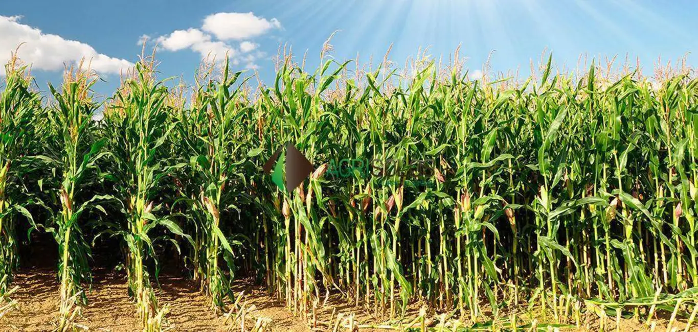 Fazenda / Haras à venda, 8100m2 em Rio Verde - GO - imagem 5 Foto 5 de Fazenda / Haras à venda, 8100m2 em Rio Verde - GO