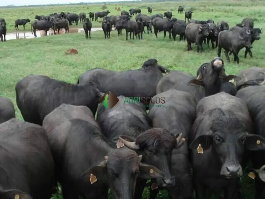 Foto 1 de Fazenda / Haras à venda, 20000m2 em Buriticupu - MA