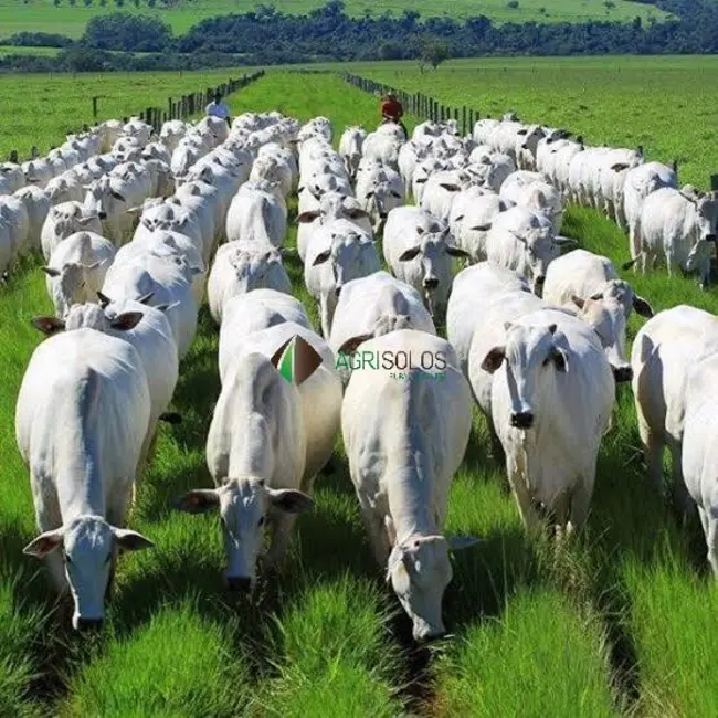 Foto 2 de Fazenda / Haras à venda, 20000m2 em Buriticupu - MA