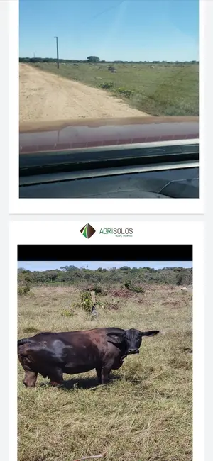 Fazenda / Haras à venda, 4000m2 em Sorriso - MT - imagem 3 Foto 3 de Fazenda / Haras à venda, 4000m2 em Sorriso - MT