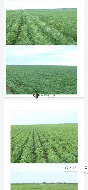 Fazenda / Haras à venda, 4000m2 em Sorriso - MT - imagem 6 Foto 6 de Fazenda / Haras à venda, 4000m2 em Sorriso - MT