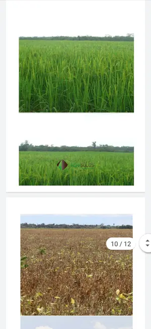 Fazenda / Haras à venda, 4000m2 em Sorriso - MT - imagem 5 Foto 5 de Fazenda / Haras à venda, 4000m2 em Sorriso - MT