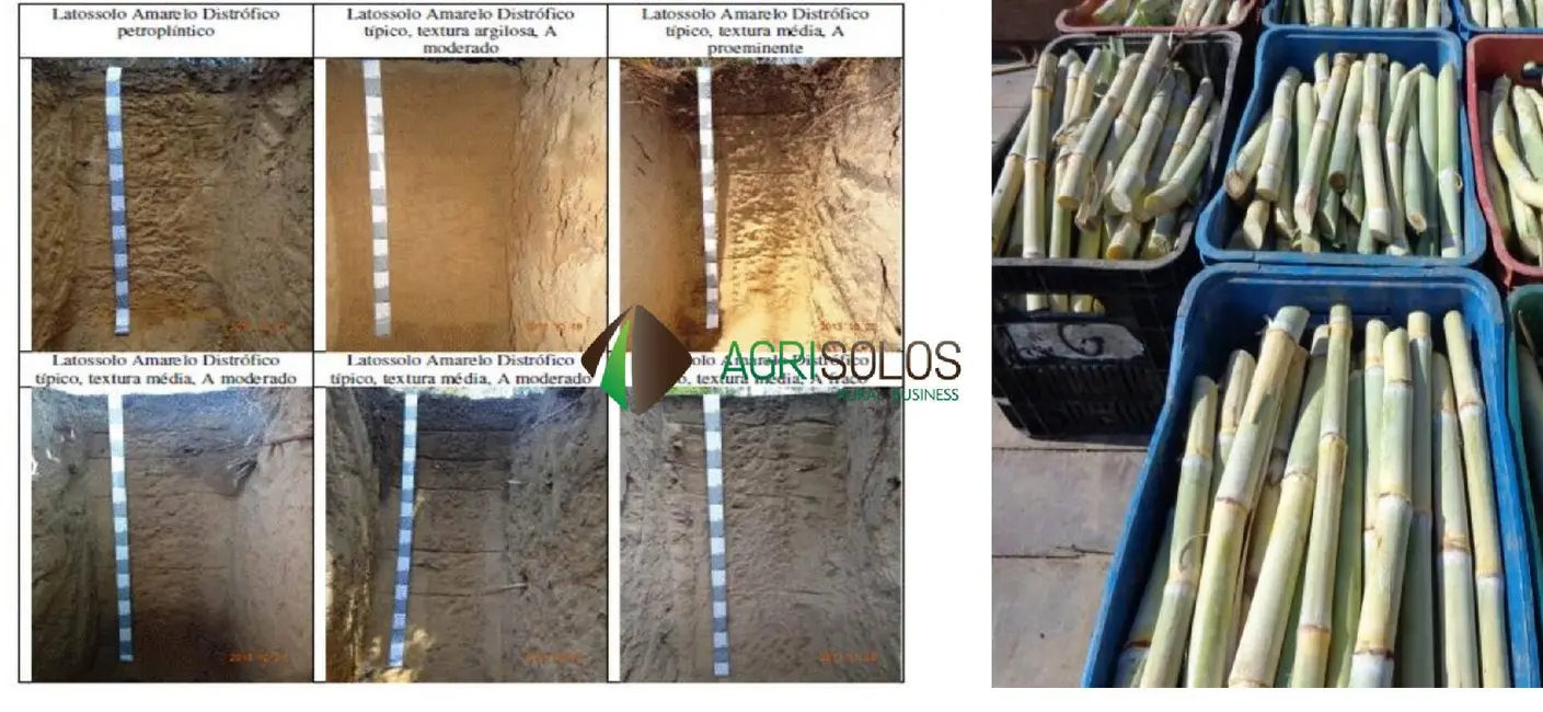 Fazenda / Haras à venda, 30000m2 em Barreiras Do Piaui - PI - imagem 3 Foto 3 de Fazenda / Haras à venda, 30000m2 em Barreiras Do Piaui - PI