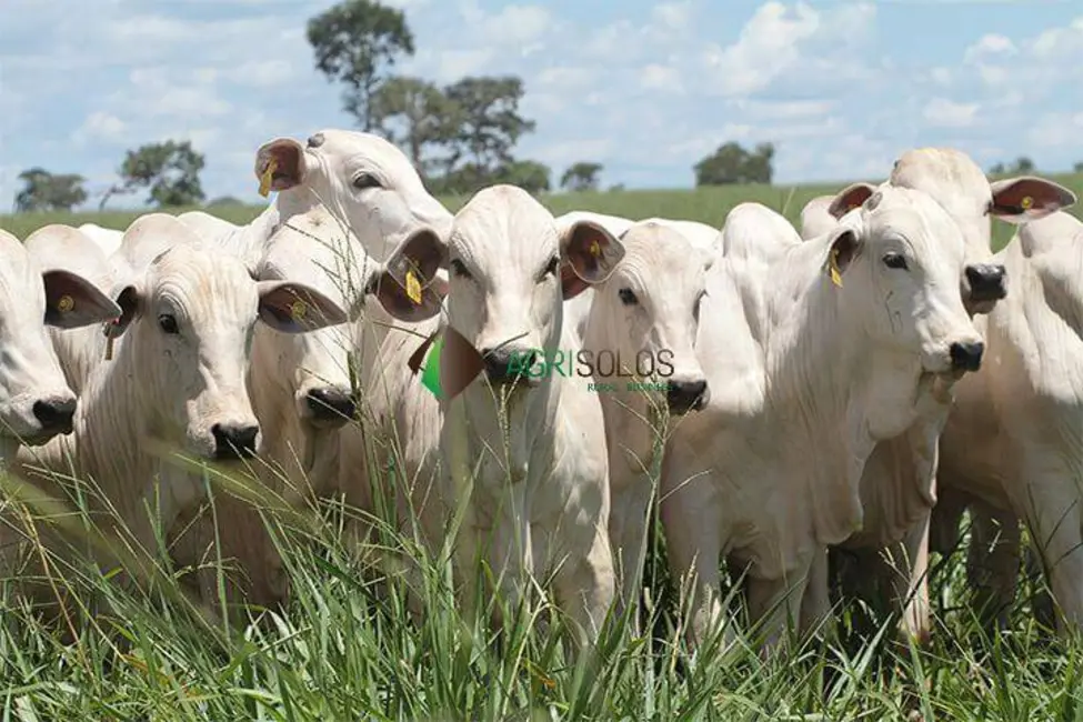 Foto 5 de Fazenda / Haras à venda, 42000m2 em Sao Jose Do Xingu - MT
