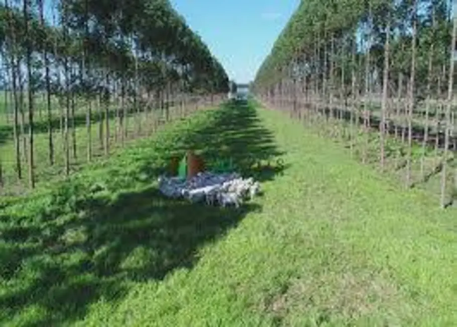 Foto 3 de Chácara à venda, 17125m2 em Palmas - TO