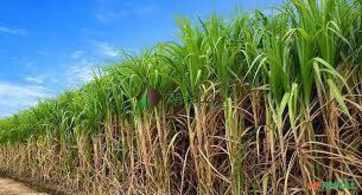 Foto 3 de Chácara à venda, 1469m2 em São Paulo - SP