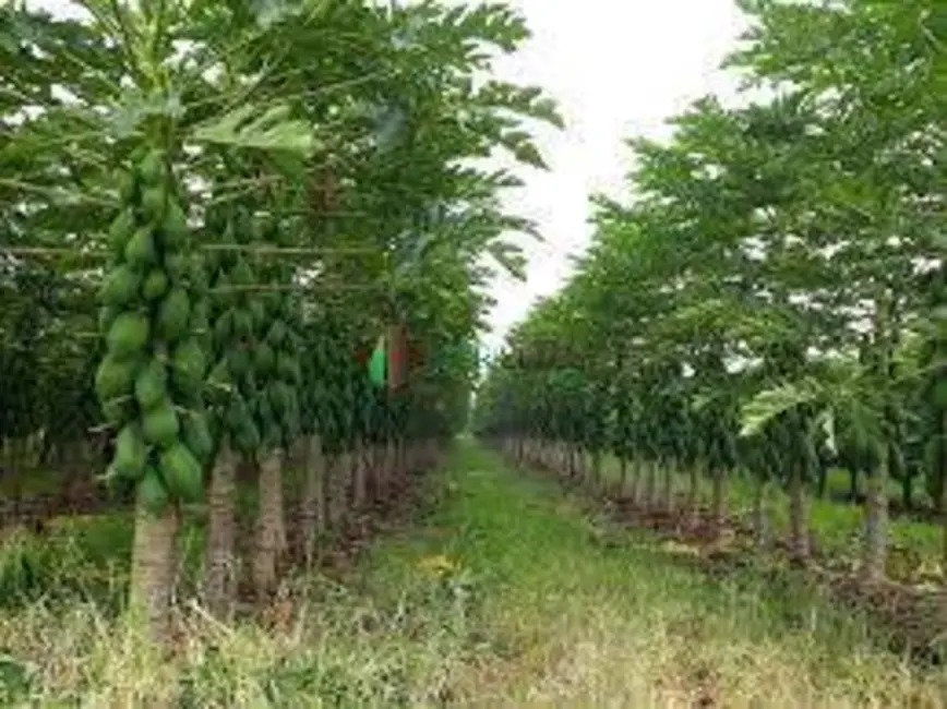 Foto 3 de Chácara à venda, 3500m2 em Belo Horizonte - MG