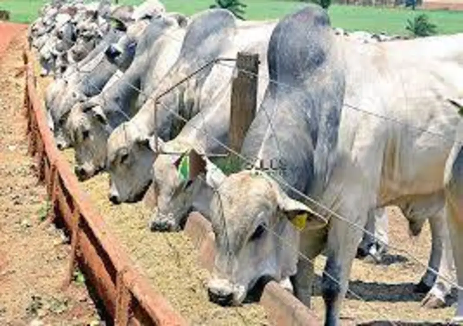 Foto 6 de Chácara à venda, 3500m2 em Belo Horizonte - MG