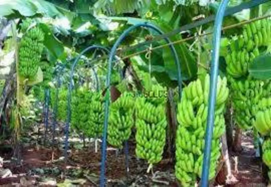 Foto 4 de Chácara à venda, 3500m2 em Belo Horizonte - MG