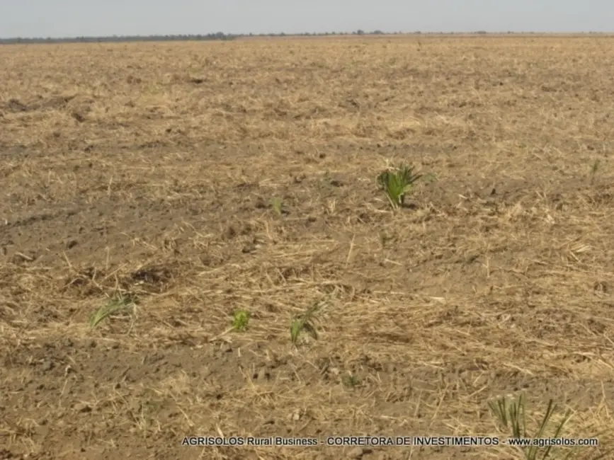 Fazenda / Haras à venda, 4000m2 em Baixa Grande Do Ribeiro - PI - imagem 6 Foto 6 de Fazenda / Haras à venda, 4000m2 em Baixa Grande Do Ribeiro - PI
