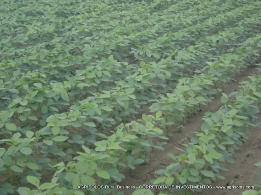 Fazenda / Haras à venda, 4000m2 em Baixa Grande Do Ribeiro - PI - imagem 1 Foto 1 de Fazenda / Haras à venda, 4000m2 em Baixa Grande Do Ribeiro - PI