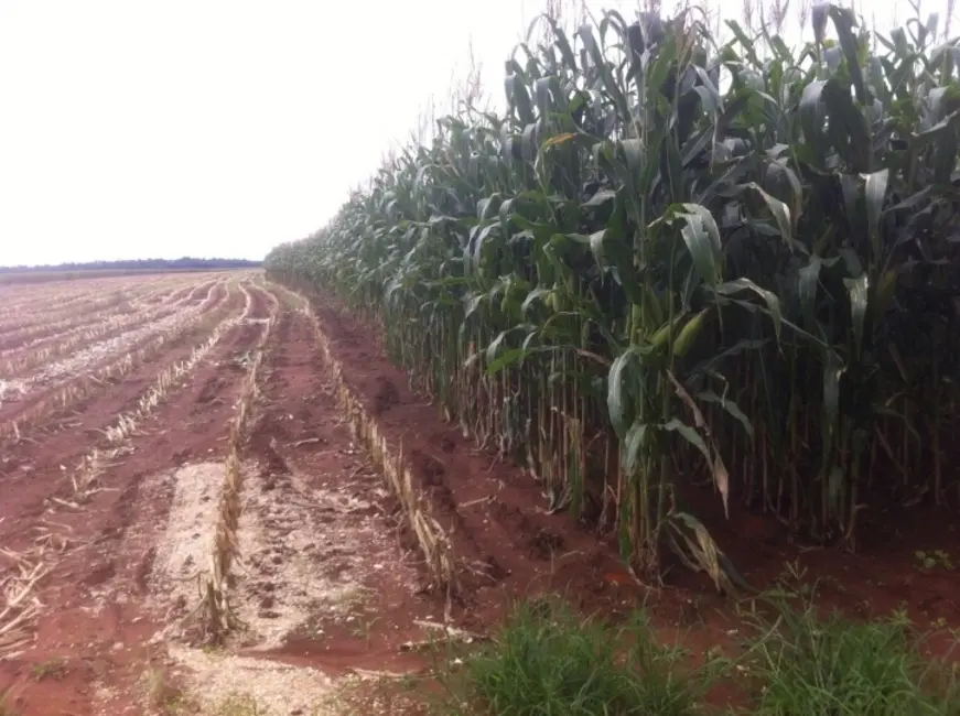 Foto 2 de Fazenda / Haras à venda, 15700m2 em Juina - MT