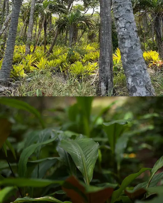 Fazenda / Haras à venda e para alugar, 300000m2 em Itubera - BA - imagem 7 Foto 7 de Fazenda / Haras à venda e para alugar, 300000m2 em Itubera - BA