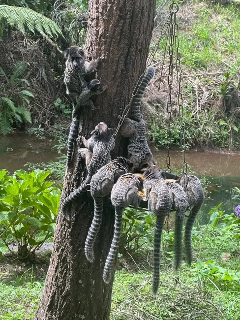 Chácara com 4 quartos à venda, 34000m2 em Alto Da Serra (Mailasqui), Sao Roque - SP - imagem 9 Foto 9 de Chácara com 4 quartos à venda, 34000m2 em Alto Da Serra (Mailasqui), Sao Roque - SP