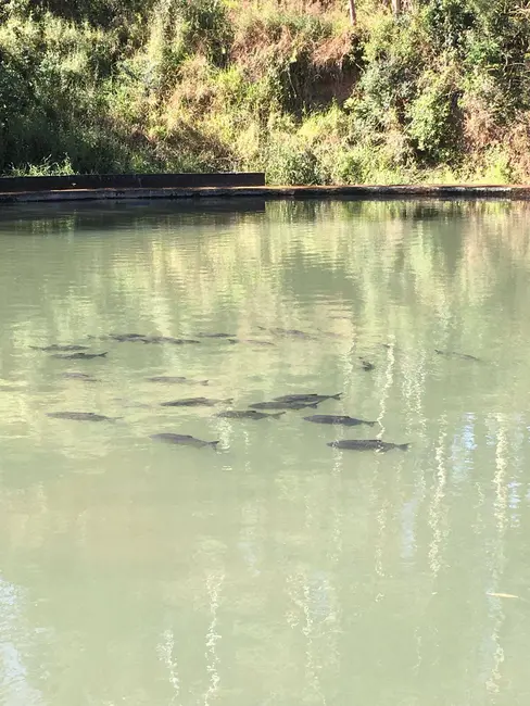 Foto 2 de Chácara com 2 quartos à venda, 11000m2 em Tijuco Preto, Cotia - SP