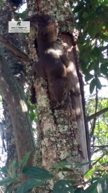 Foto 6 de Chácara com 3 quartos à venda, 50000m2 em Sao Roque - SP