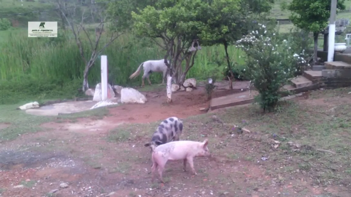 Foto 6 de Fazenda / Haras à venda, 5000m2 em Planalto Verde, Sao Roque - SP