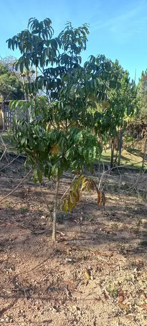 Foto 7 de Chácara com 3 quartos à venda, 4170m2 em Jarinu - SP