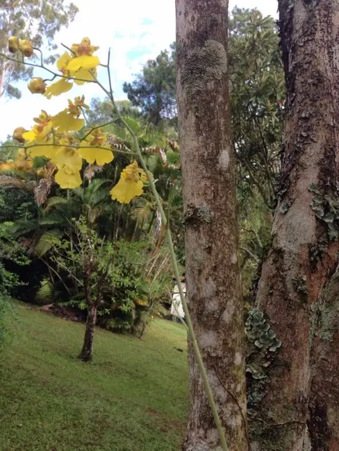 Foto 3 de Chácara com 4 quartos à venda, 6980m2 em Corrupira, Jundiai - SP