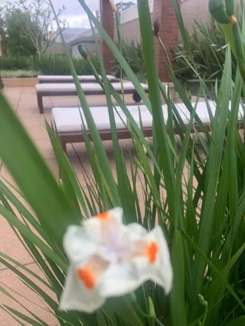 Foto 5 de Apartamento com 2 quartos à venda, 110m2 em Vila Anastácio, São Paulo - SP