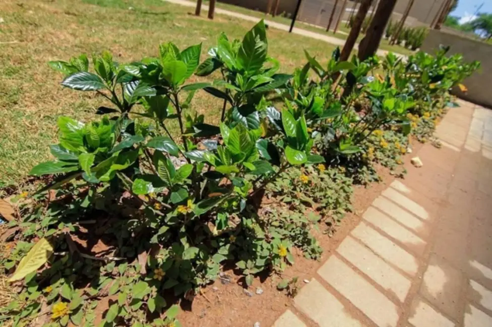 Apartamento com 2 quartos à venda, 54m2 em Pirituba, São Paulo - SP - imagem 7 Foto 7 de Apartamento com 2 quartos à venda, 54m2 em Pirituba, São Paulo - SP