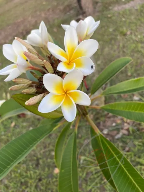 Foto 3 de Sítio / Rancho com 2 quartos à venda, 145000m2 em Porangaba - SP