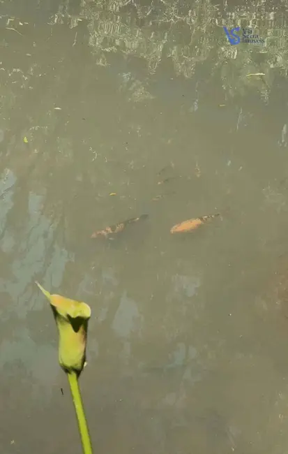 Foto 3 de Sítio / Rancho à venda, 25000m2 em Igrejinha - RS