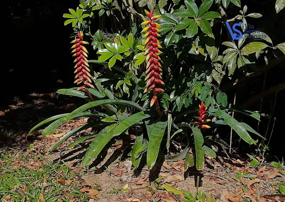 Foto 6 de Sítio / Rancho com 3 quartos à venda, 170000m2 em Nova Hartz - RS
