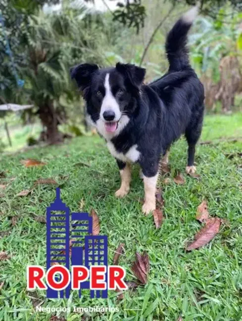 Chácara com 2 quartos à venda, 20000m2 em Sao Jose Dos Campos - SP - imagem 4 Foto 4 de Chácara com 2 quartos à venda, 20000m2 em Sao Jose Dos Campos - SP