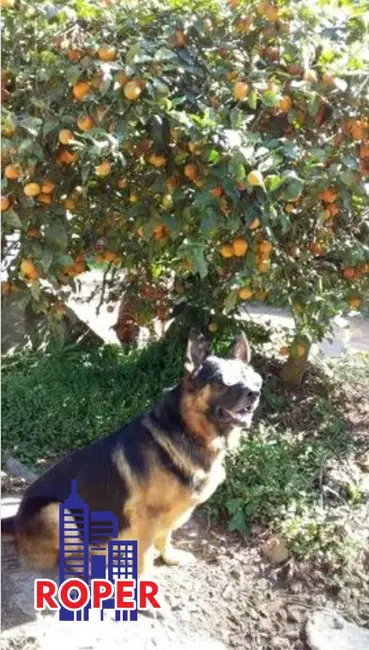 Chácara com 1 quarto à venda, 2348m2 em Mairipora - SP - imagem 6 Foto 6 de Chácara com 1 quarto à venda, 2348m2 em Mairipora - SP