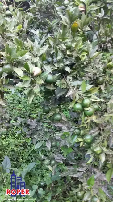 Chácara com 1 quarto à venda, 2348m2 em Mairipora - SP - imagem 4 Foto 4 de Chácara com 1 quarto à venda, 2348m2 em Mairipora - SP