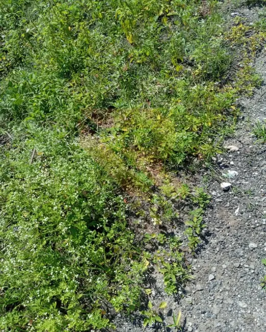 Foto 4 de Terreno / Lote à venda, 12123m2 em Jardim Álamo, Guarulhos - SP