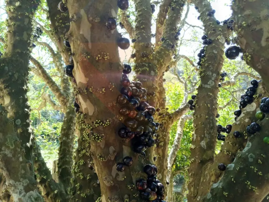 Foto 5 de Terreno / Lote à venda, 1100m2 em Vila Pilar, Aruja - SP