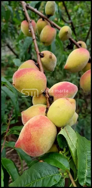 Foto 7 de Fazenda / Haras com 2 quartos à venda, 24m2 em Silveiras - SP