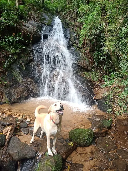 Foto 5 de Fazenda / Haras à venda, 123m2 em Delfim Moreira - MG