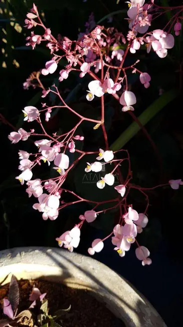 Foto 8 de Sítio / Rancho com 5 quartos à venda, 6000m2 em Cidade Ocidental - GO